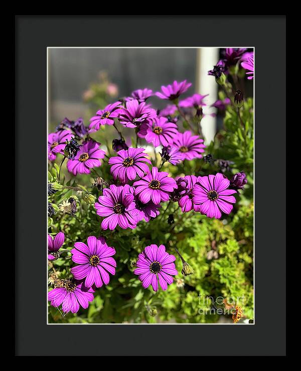 Purple Petal Symphony - Framed Print