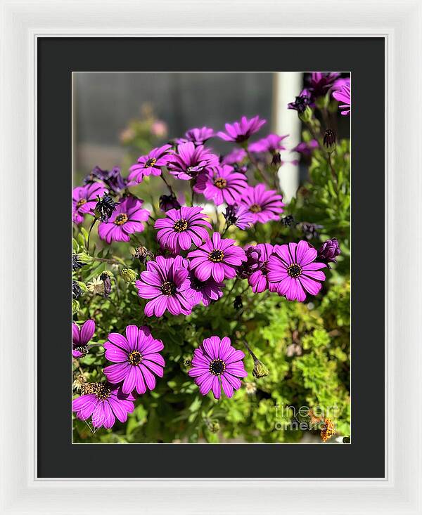 Purple Petal Symphony - Framed Print