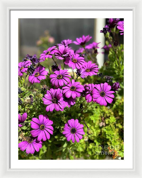 Purple Petal Symphony - Framed Print