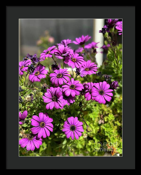 Purple Petal Symphony - Framed Print