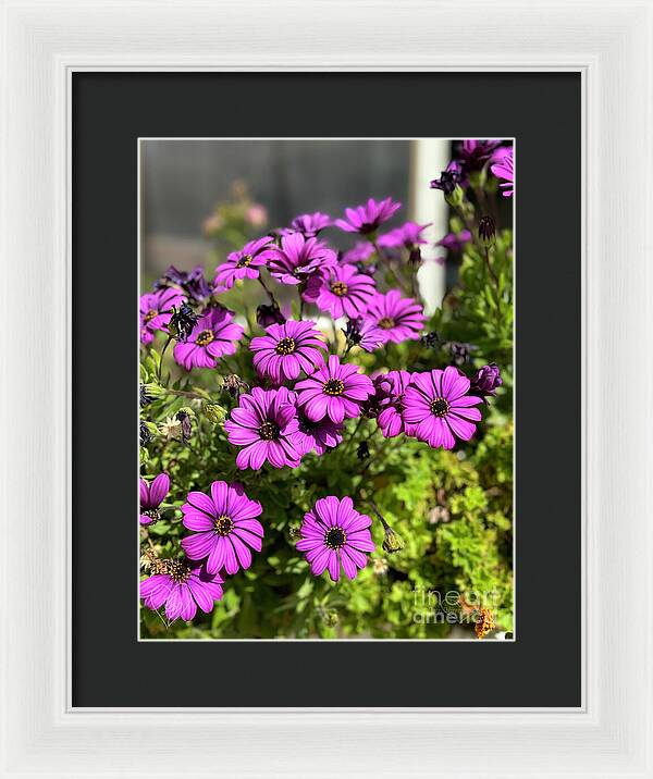 Purple Petal Symphony - Framed Print