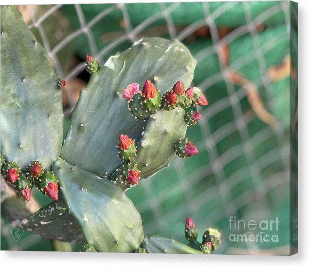 Velvet Cactus - Canvas Print