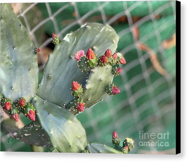 Velvet Cactus - Canvas Print