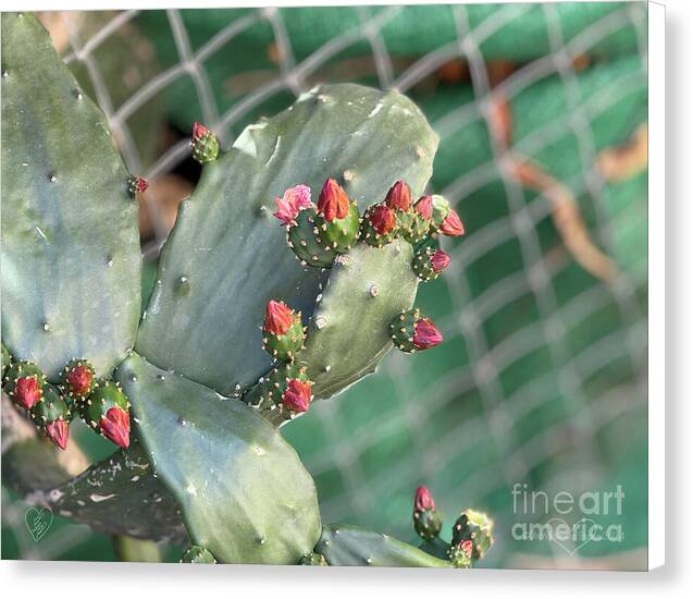 Velvet Cactus - Canvas Print