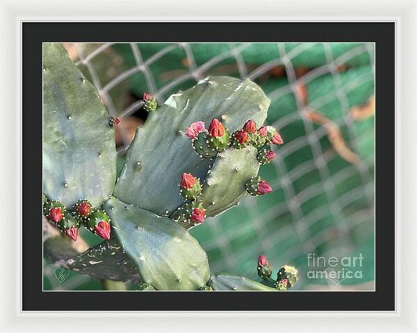 Velvet Cactus - Framed Print