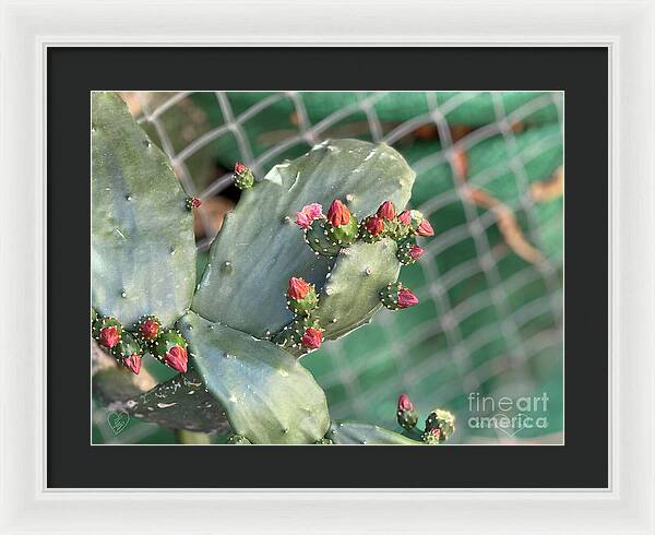 Velvet Cactus - Framed Print