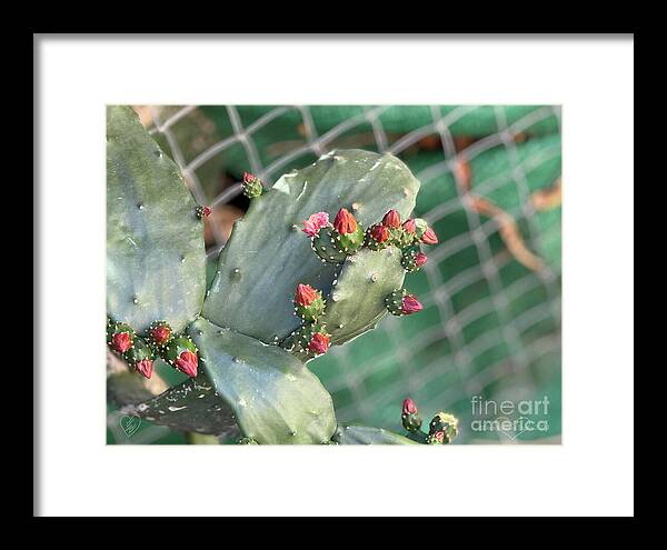 Velvet Cactus - Framed Print