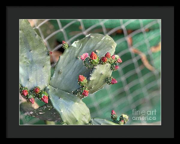 Velvet Cactus - Framed Print