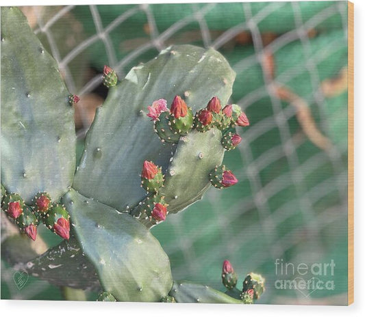 Velvet Cactus - Wood Print