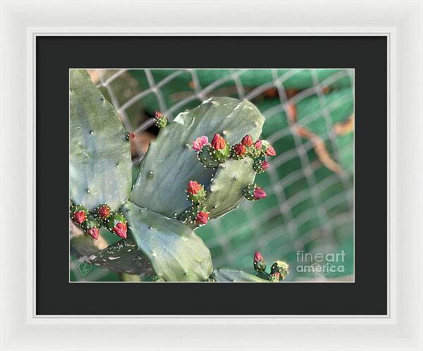 Velvet Cactus - Framed Print