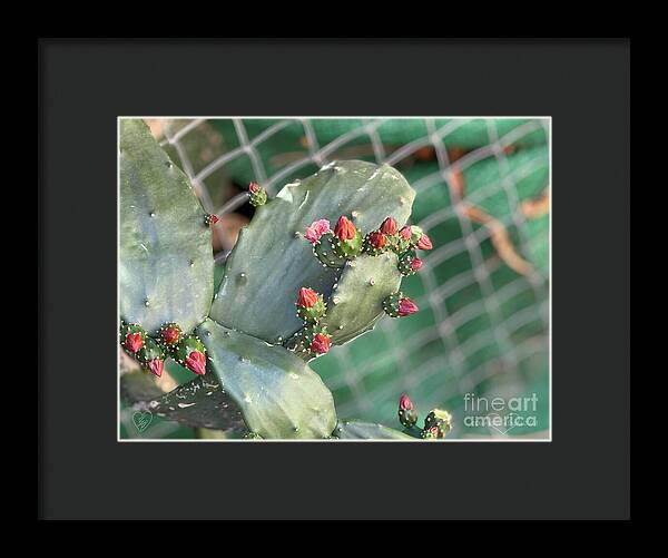 Velvet Cactus - Framed Print