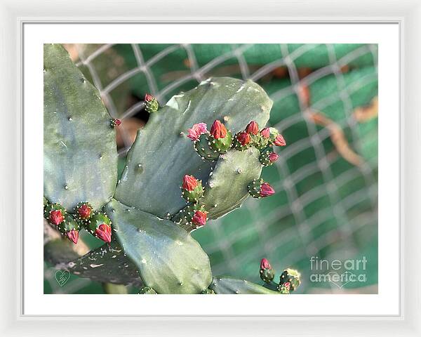 Velvet Cactus - Framed Print