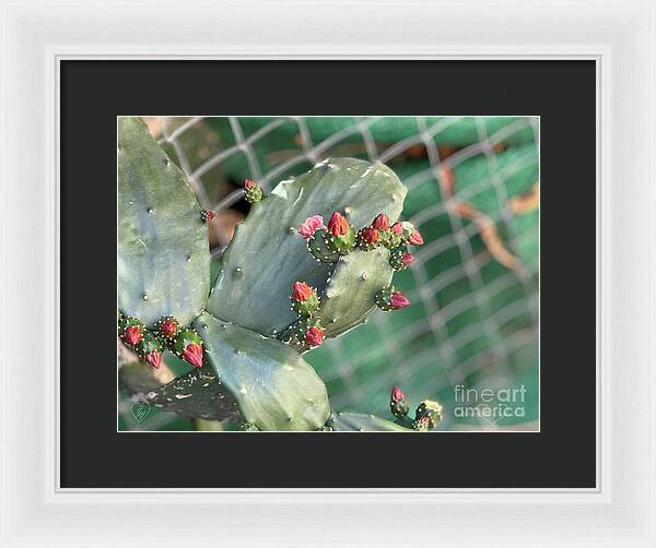 Velvet Cactus - Framed Print