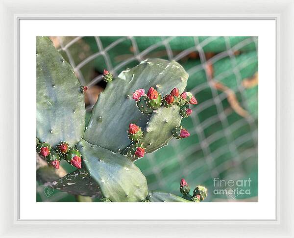 Velvet Cactus - Framed Print