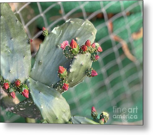 Velvet Cactus - Metal Print