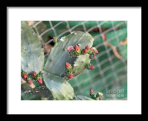 Velvet Cactus - Framed Print