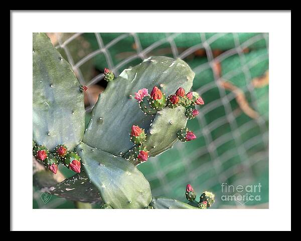 Velvet Cactus - Framed Print