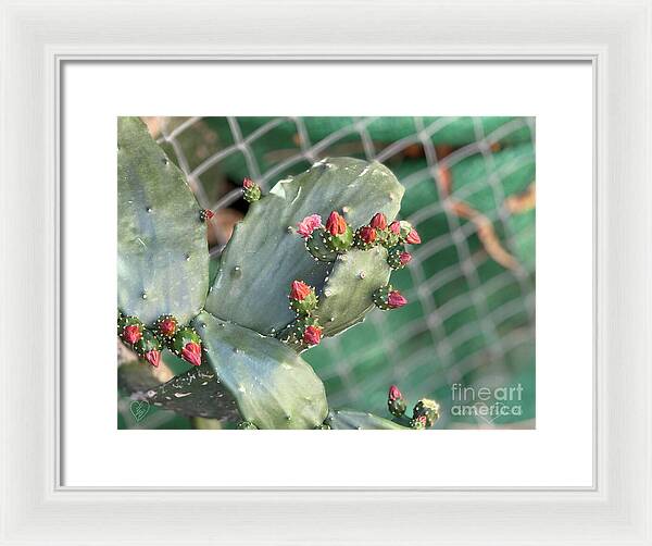 Velvet Cactus - Framed Print