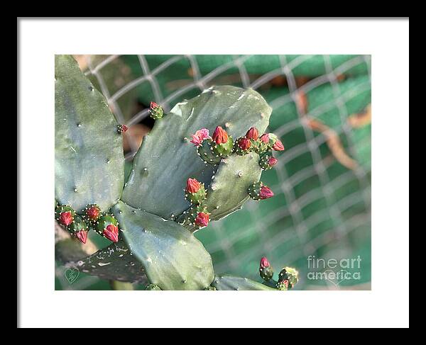 Velvet Cactus - Framed Print