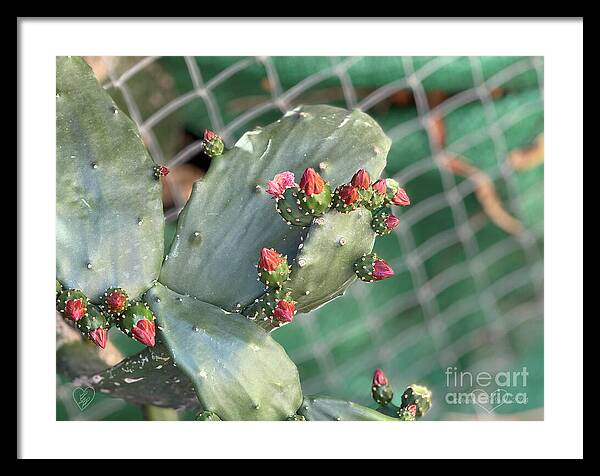 Velvet Cactus - Framed Print