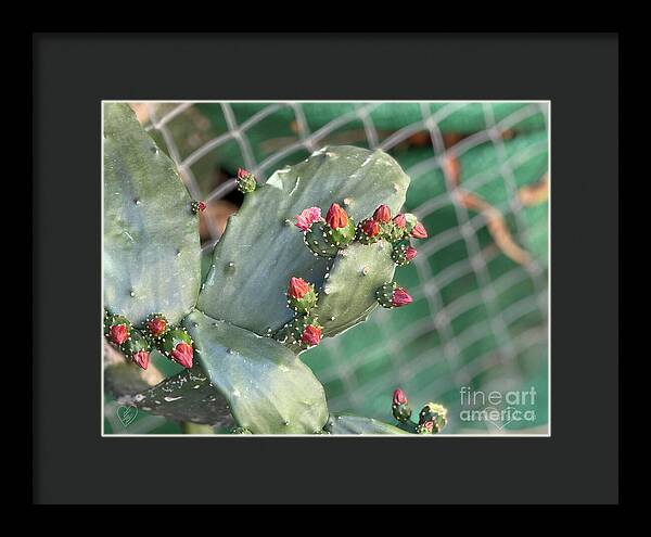 Velvet Cactus - Framed Print