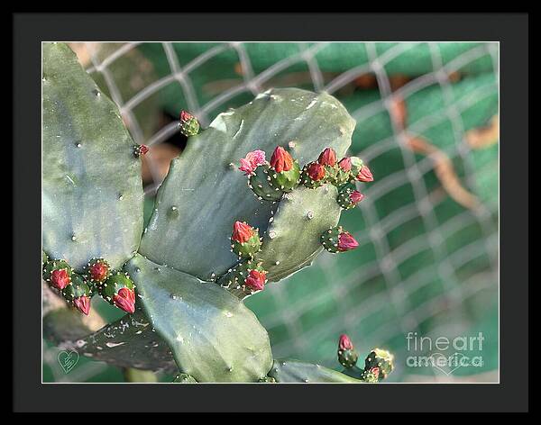 Velvet Cactus - Framed Print