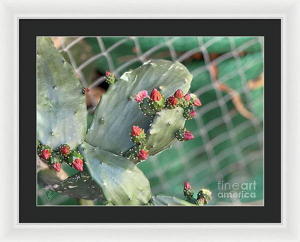 Velvet Cactus - Framed Print