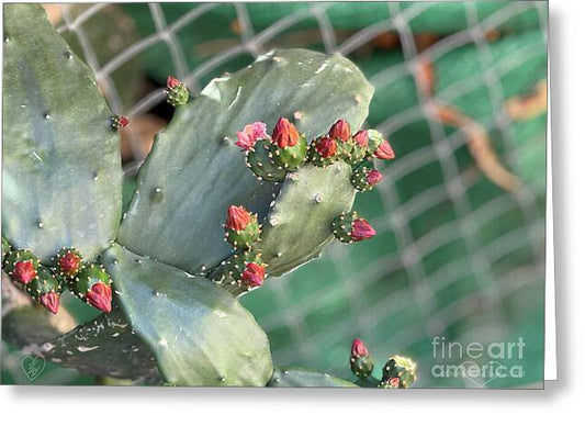 Velvet Cactus - Greeting Card