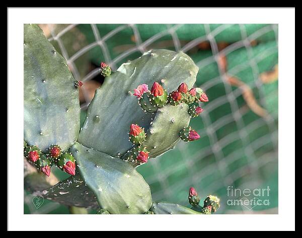 Velvet Cactus - Framed Print