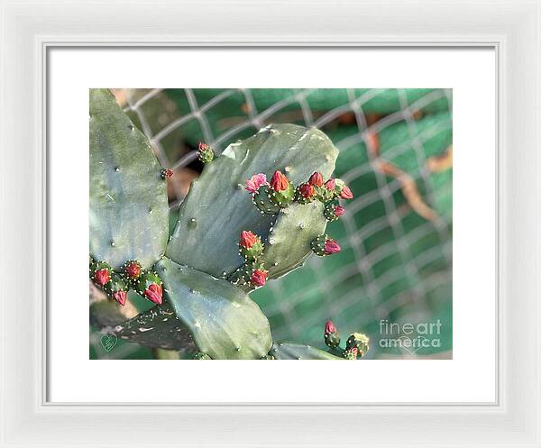 Velvet Cactus - Framed Print