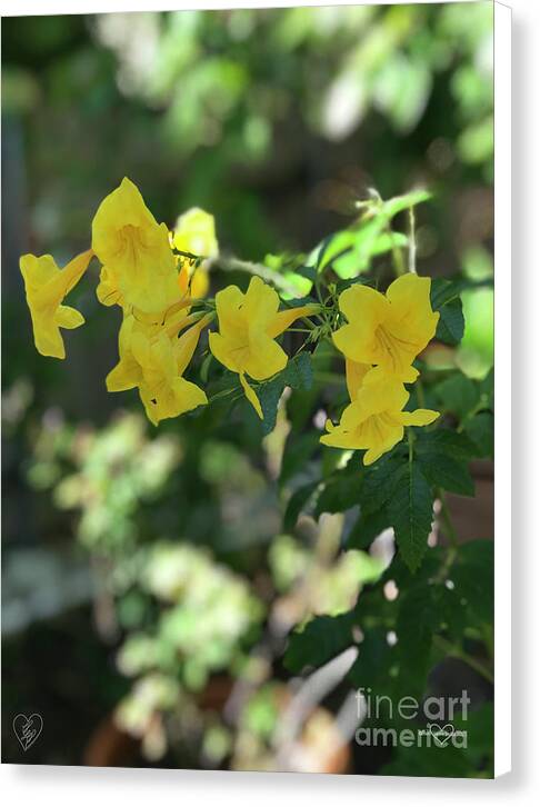 Yellow Bells - Canvas Print