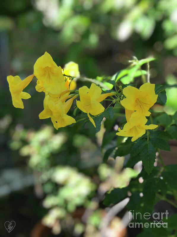 Yellow Bells - Art Print