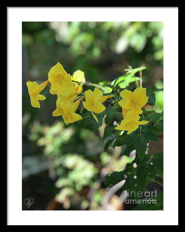 Yellow Bells - Framed Print