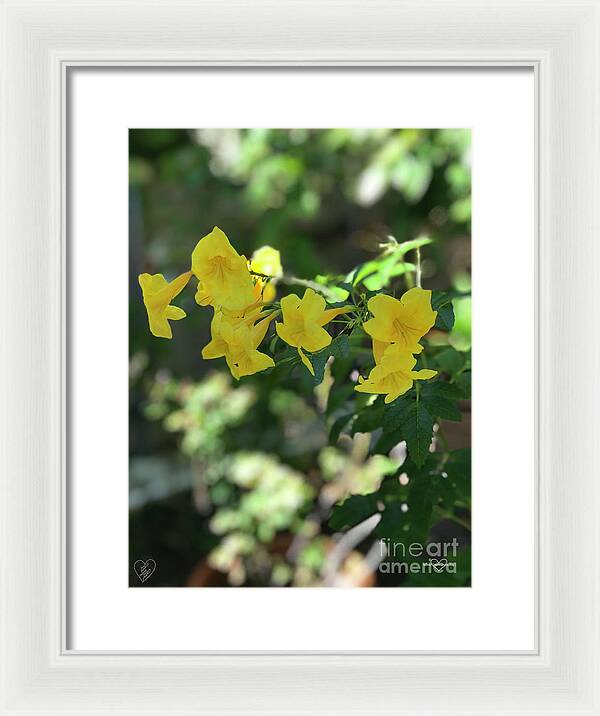 Yellow Bells - Framed Print