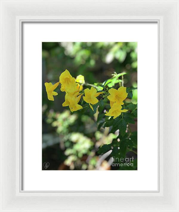 Yellow Bells - Framed Print