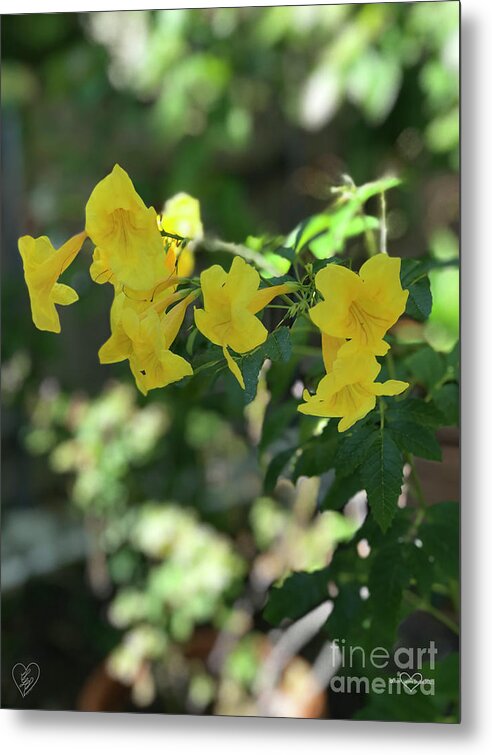 Yellow Bells - Metal Print