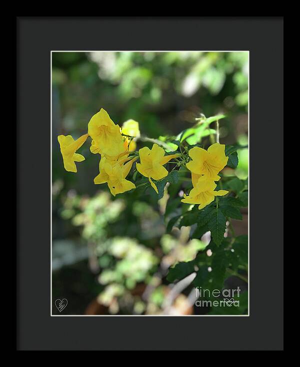 Yellow Bells - Framed Print