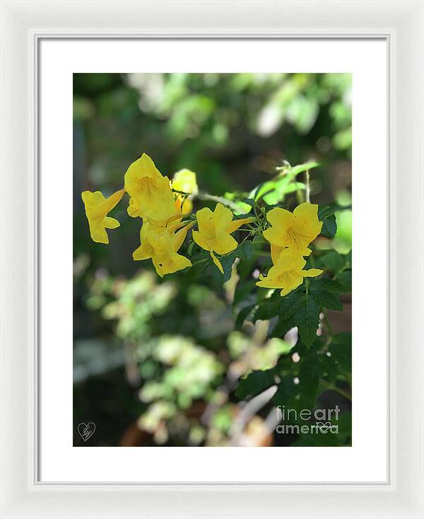 Yellow Bells - Framed Print