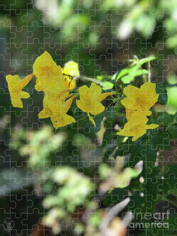 Yellow Bells - Puzzle