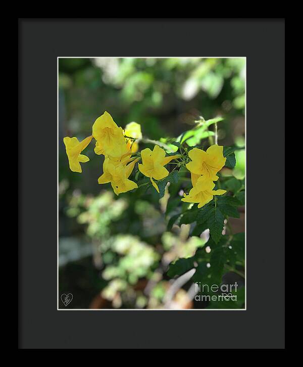 Yellow Bells - Framed Print