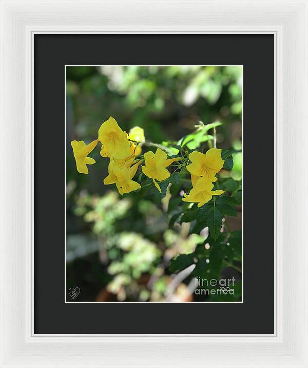 Yellow Bells - Framed Print