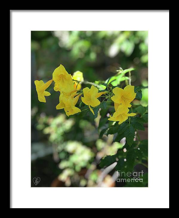 Yellow Bells - Framed Print