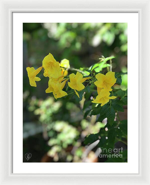 Yellow Bells - Framed Print