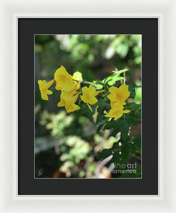 Yellow Bells - Framed Print