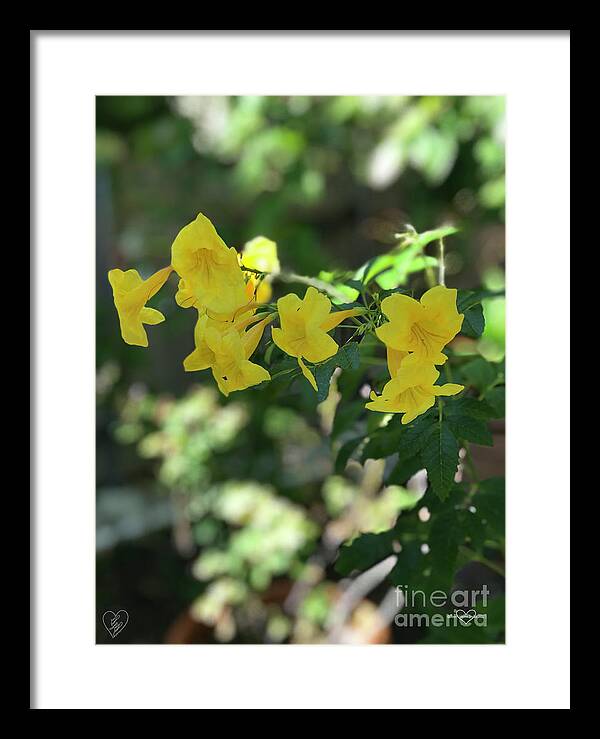 Yellow Bells - Framed Print