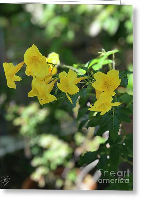 Yellow Bells - Greeting Card