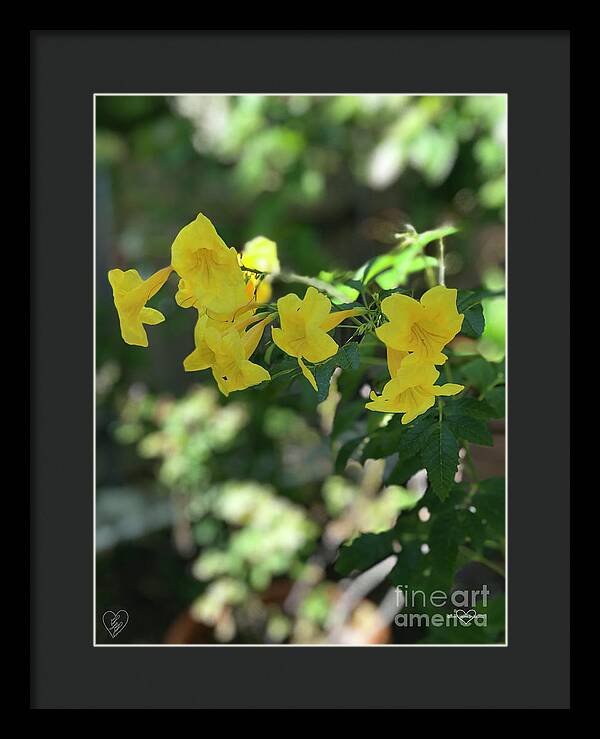 Yellow Bells - Framed Print