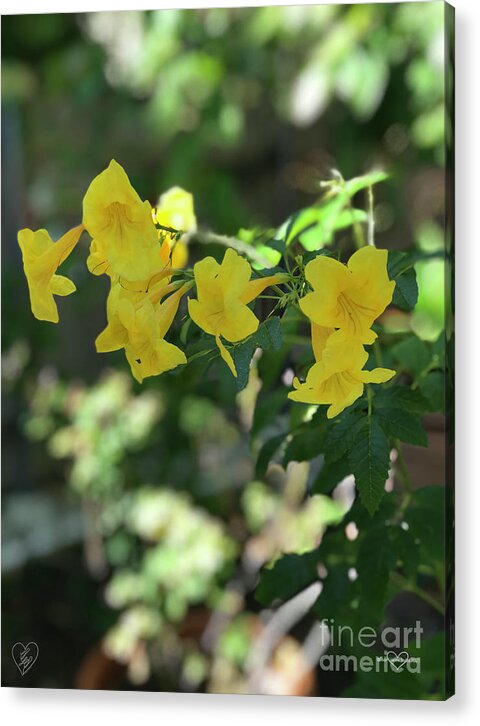 Yellow Bells - Acrylic Print