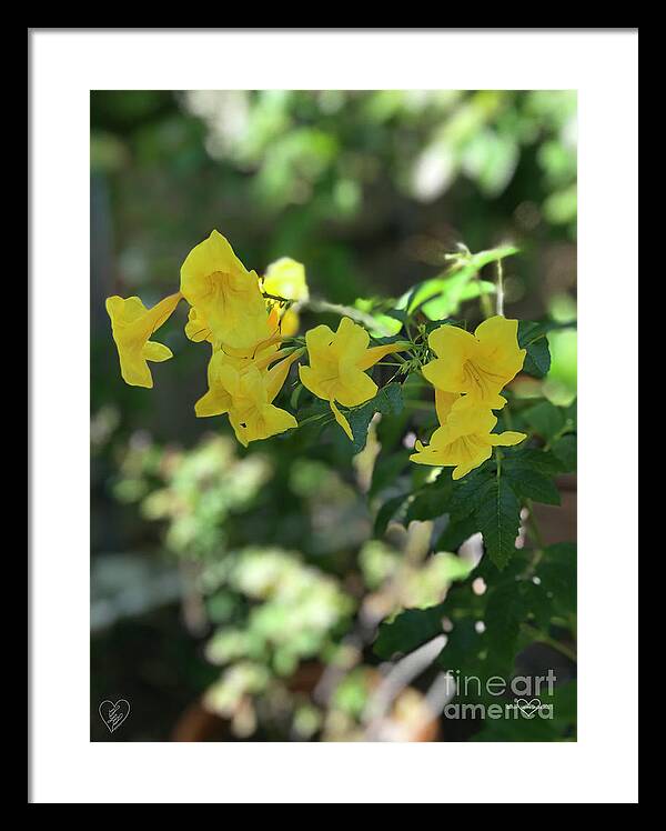 Yellow Bells - Framed Print