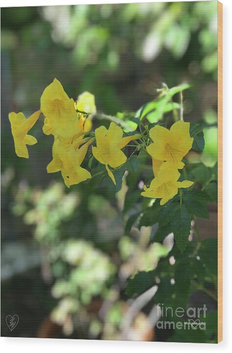 Yellow Bells - Wood Print